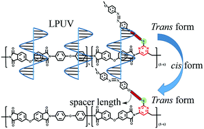 Graphical abstract: Thermostable birefringent copolyimide films based on azobenzene-containing pyrimidine diamines