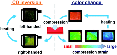 Graphical abstract: Dual mechanochromism of cellulosic cholesteric liquid-crystalline films: wide-ranging colour control and circular dichroism inversion by mechanical stimulus