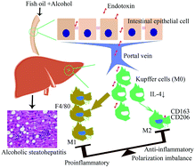 Graphical abstract: Chronic high-dosage fish oil exacerbates gut–liver axis injury in alcoholic steatohepatitis in mice: the roles of endotoxin and IL-4 in Kupffer cell polarization imbalance