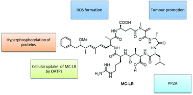 Graphical abstract: Toxic mechanisms of microcystins in mammals