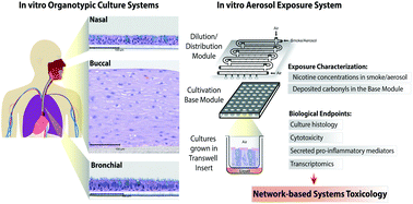 Graphical abstract: Systems toxicology meta-analysis of in vitro assessment studies: biological impact of a candidate modified-risk tobacco product aerosol compared with cigarette smoke on human organotypic cultures of the aerodigestive tract