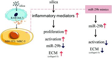 Graphical abstract: MicroRNA-29b inhibits supernatants from silica-treated macrophages from inducing extracellular matrix synthesis in lung fibroblasts
