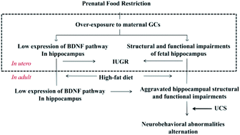 Graphical abstract: Prenatal food restriction induces neurobehavioral abnormalities in adult female offspring rats and alters intrauterine programming