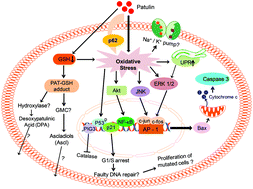 Graphical abstract: Toxicological effects of patulin mycotoxin on the mammalian system: an overview