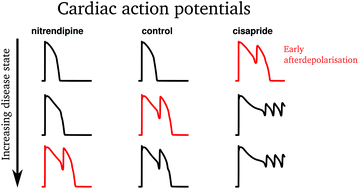 Graphical abstract: Early afterdepolarisation tendency as a simulated pro-arrhythmic risk indicator