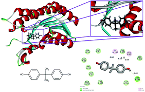 Graphical abstract: The effect of bisphenol A on testicular steroidogenesis and its amelioration by quercetin: an in vivo and in silico approach