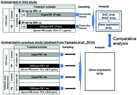 Graphical abstract: Candidate genes responsible for early key events of phenobarbital-promoted mouse hepatocellular tumorigenesis based on differentiation of regulating genes between wild type mice and humanized chimeric mice