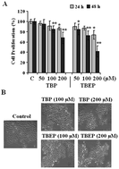 Graphical abstract: Tributylphosphate (TBP) and tris (2-butoxyethyl) phosphate (TBEP) induced apoptosis and cell cycle arrest in HepG2 cells