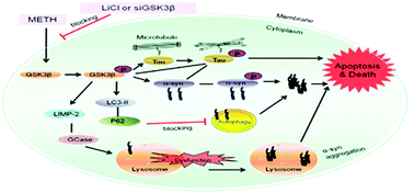 Graphical abstract: Role of GSK3β/α-synuclein axis in methamphetamine-induced neurotoxicity in PC12 cells