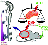 Graphical abstract: Arsenic trioxide exposure accelerates colon preneoplasic aberrant crypt foci induction regionally through mitochondrial dysfunction
