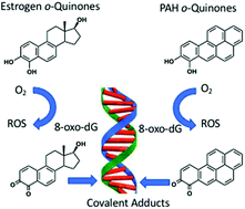 Graphical abstract: Genotoxicity of ortho-quinones: reactive oxygen species versus covalent modification