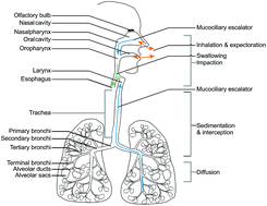 Graphical abstract: The impact of nanomaterial characteristics on inhalation toxicity