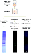 Graphical abstract: Identification of the Al-binding proteins that account for aluminum neurotoxicity and transport in vivo