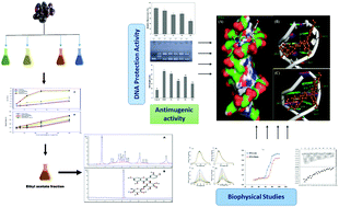 Graphical abstract: Genotoxicity inhibition by Syzygium cumini (L.) seed fraction and rutin: understanding the underlying mechanism of DNA protection