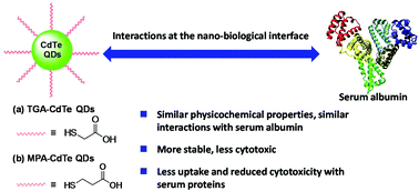 Graphical abstract: The interactions of CdTe quantum dots with serum albumin and subsequent cytotoxicity: the influence of homologous ligands