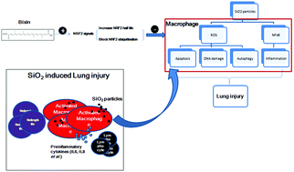 Graphical abstract: Bixin protects against particle-induced long-term lung injury in an NRF2-dependent manner
