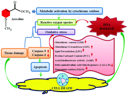 Graphical abstract: Evaluation of the toxic potential of arecoline toward the third instar larvae of transgenic Drosophila melanogaster (hsp70-lacZ) Bg9