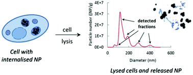 Graphical abstract: Changes in silica nanoparticles upon internalisation by cells: size, aggregation/agglomeration state, mass- and number-based concentrations