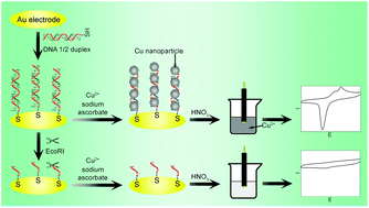 Graphical abstract: DNA-templated copper nanoparticles for voltammetric analysis of endonuclease activity