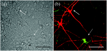 Graphical abstract: Discrimination analysis of excitatory and inhibitory neurons using Raman spectroscopy