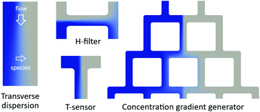 Graphical abstract: Transverse solute dispersion in microfluidic paper-based analytical devices (μPADs)