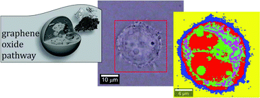 Graphical abstract: Label-free tracking of nanosized graphene oxide cellular uptake by confocal Raman microscopy