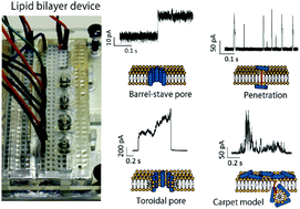 Graphical abstract: Channel current analysis estimates the pore-formation and the penetration of transmembrane peptides