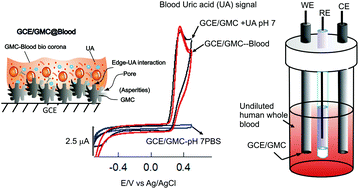 Graphical abstract: Undiluted human whole blood uric acid detection using a graphitized mesoporous carbon modified electrode: a potential tool for clinical point-of-care uric acid diagnosis