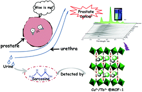 Graphical abstract: A fluorescent probe based on a Tb3+/Cu2+ co-functionalized MOF for urinary sarcosine detection