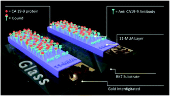 Graphical abstract: A simple architecture with self-assembled monolayers to build immunosensors for detecting the pancreatic cancer biomarker CA19-9