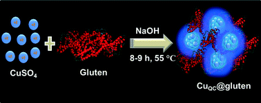 Graphical abstract: Green synthesis of a plant-derived protein protected copper quantum cluster for intrauterine device application