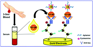 Graphical abstract: A novel electrochemical aptamer–antibody sandwich assay for the detection of tau-381 in human serum