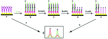 Graphical abstract: Dual-signal ratiometric electrochemiluminescence assay for detecting the activity of human methyltransferase