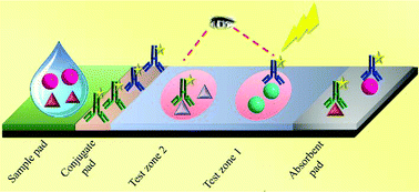 Graphical abstract: Novel chemiluminescent immunochromatographic assay using a dual-readout signal probe for multiplexed detection of pesticide residues