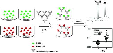 Graphical abstract: Capillary electrophoresis-laser-induced fluorescence (CE-LIF)-based immunoassay for quantifying antibodies against cyclic citrullinated peptides