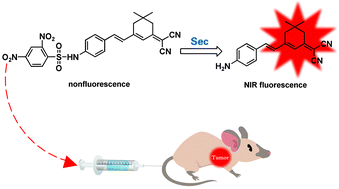 Graphical abstract: A reaction-based near-infrared fluorescent probe that can visualize endogenous selenocysteine in vivo in tumor-bearing mice