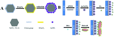 Graphical abstract: An electrochemiluminescence cytosensor for sensitive detection of HeLa cells based on a signal amplification strategy of Au-NaYF4:Yb,Er nanocomposites