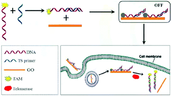 Graphical abstract: A robust fluorescent probe for detection of telomerase activity in vitro and imaging in living cells via telomerase-triggering primer extension to desorb DNA from graphene oxide