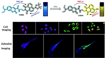 Graphical abstract: A ratiometric fluorescent hydrogen peroxide chemosensor manipulated by an ICT-activated FRET mechanism and its bioimaging application in living cells and zebrafish