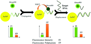 Graphical abstract: Ultrasensitive detection of nucleic acids based on dually enhanced fluorescence polarization