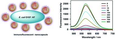 Graphical abstract: Au nanocluster-embedded chitosan nanocapsules as labels for the ultrasensitive fluorescence immunoassay of Escherichia coli O157:H7