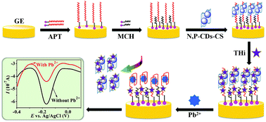 Graphical abstract: A label-free and ultrasensitive electrochemical aptasensor for lead(ii) using a N,P dual-doped carbon dot–chitosan composite as a signal-enhancing platform and thionine as a signaling molecule