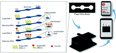 Graphical abstract: DNA microarray analysis using a smartphone to detect the BRCA-1 gene