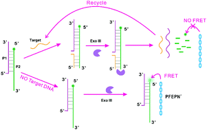 Graphical abstract: Highly sensitive detection of nucleic acids using a cascade amplification strategy based on exonuclease III-assisted target recycling and conjugated polyelectrolytes