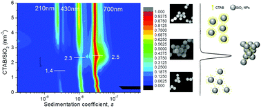 Graphical abstract: Size-dependent adsorption and its application in determining the number of surfactant molecule adsorbed on multimodal SiO2 particles by 2D-DCS