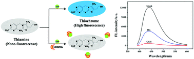 Graphical abstract: Highly sensitive fluorescent detection of glutathione and histidine based on the Cu(ii)-thiamine system