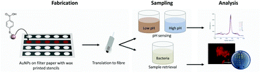 Graphical abstract: Dual purpose fibre – SERS pH sensing and bacterial analysis