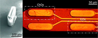 Graphical abstract: Microbiosensor fabrication by polydimethylsiloxane stamping for combined sensing of glucose and choline