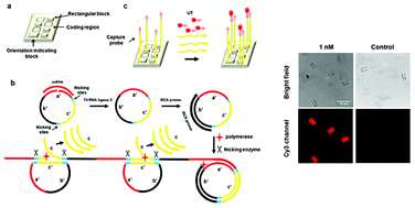 Graphical abstract: Highly sensitive and multiplexed miRNA analysis based on digitally encoded silica microparticles coupled with RCA-based cascade amplification
