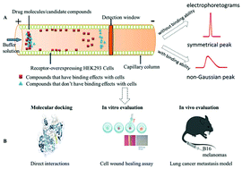 Graphical abstract: Rapid screening of anti-tumor metastasis drugs targeting integrin macrophage antigen-1 using immobilized cell capillary electrophoresis